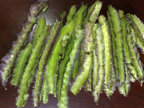 pallang in tagalog|palang in Tagalog .